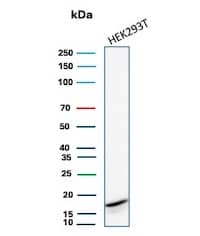 Western Blot Analysis of HEK293T cell lysate using p16INK4a/CDKN2A Antibody (rCDKN2A/8004).