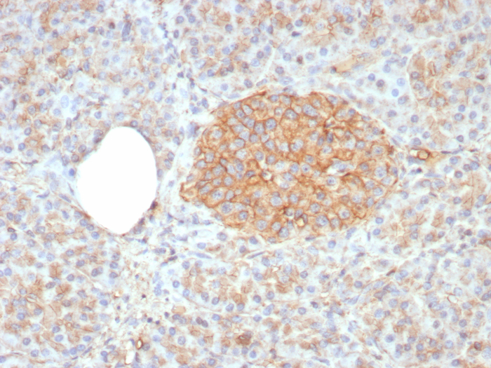 Formalin-fixed, paraffin-embedded human pancreas stained with CD99 antibody (rMIC2/8358). HIER: Tris/EDTA, pH9.0, 45min. Secondary: HRP-polymer, 30min. DAB, 5min.