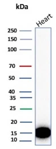 Western Blot Analysis of human Heart tissue lysate using FABP3/H-FABP Antibody (rFABP3/8534).