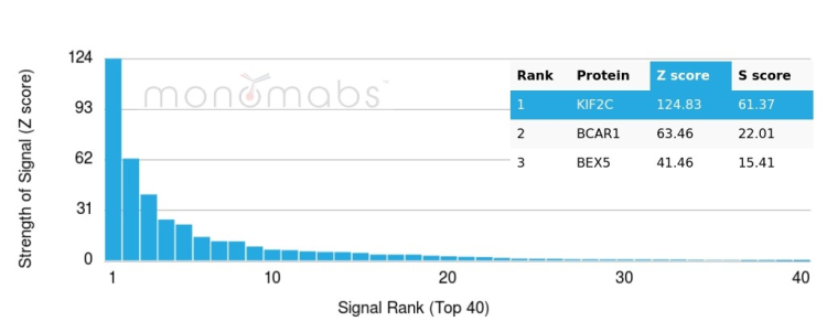 Analysis of Protein Array containing more than 19,000 full-length human proteins using KIF2C / MCAK Mouse Monoclonal Antibody (KIF2C/6525). 