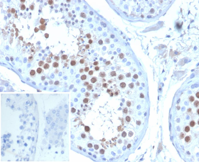 Formalin-fixed, paraffin-embedded human testis stained with KIF2C antibody (KIF2C/6529) at 2ug/ml. Inset: PBS instead of primary antibody; secondary only negative control.