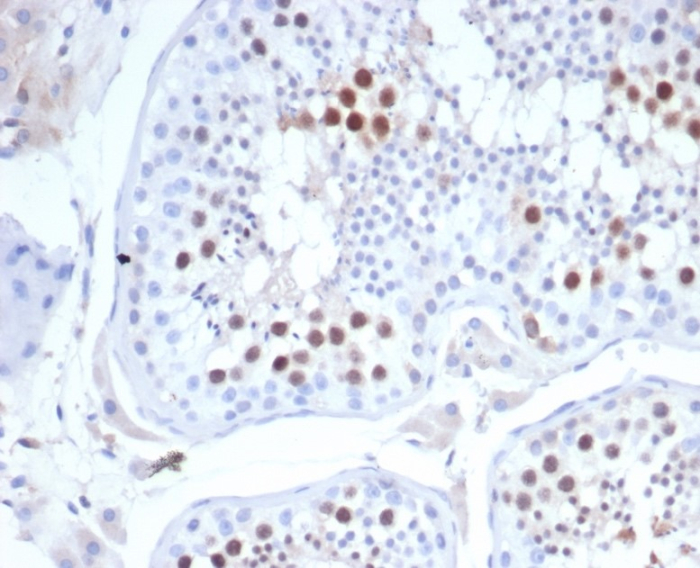 Formalin-fixed, paraffin-embedded human testis stained with KIF2C antibody (KIF2C/4702). HIER: Tris/EDTA, pH9.0, 45min. Secondary: HRP-polymer, 30min. DAB, 5min.