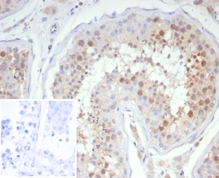 Formalin-fixed, paraffin-embedded human testis stained with KIF2C antibody (KIF2C/4706) at 2ug/ml. Inset: PBS instead of primary antibody; secondary only negative control.