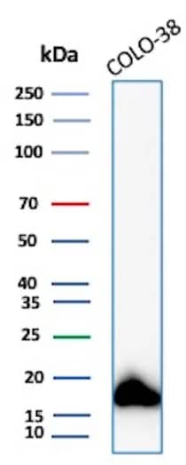 Western Blot Analysis of Colo-38 lysate using Melan-A/MART-1 Antibody (MLANA/8108R).