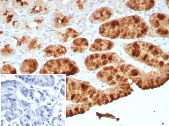 Formalin-fixed, paraffin-embedded human stomach stained with TFF1/pS2 antibody (TFF1/8755R). HIER: Tris/EDTA, pH9.0, 45min. Secondary: HRP-polymer, 30min. DAB, 5min.