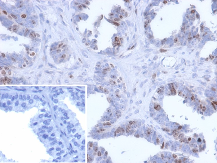 Immunohistochemistry-Paraffin MGC20410 Antibody (PCRP-BATF2-2B9)