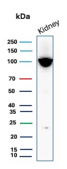 Western Blot Analysis of human kidney tissue lysate using Neprilysin/CD10 Antibody (MME/6696R).