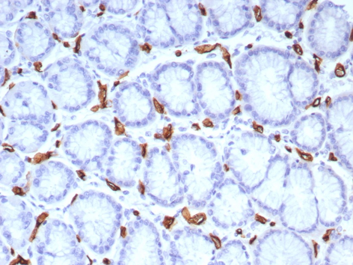 Formalin-fixed, paraffin-embedded human stomach stained with CD34 antibody (rHPCA1/8573). HIER: Tris/EDTA, pH9.0, 45min. Secondary: HRP-polymer, 30min. DAB, 5min.