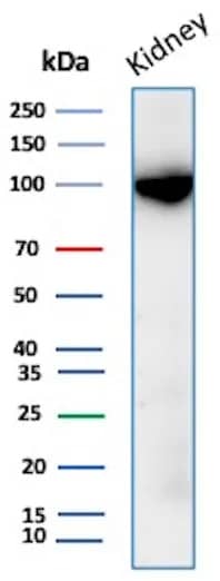 Western Blot Analysis of Human Kidney lysate using Neprilysin/CD10 Antibody (MME/8376R).