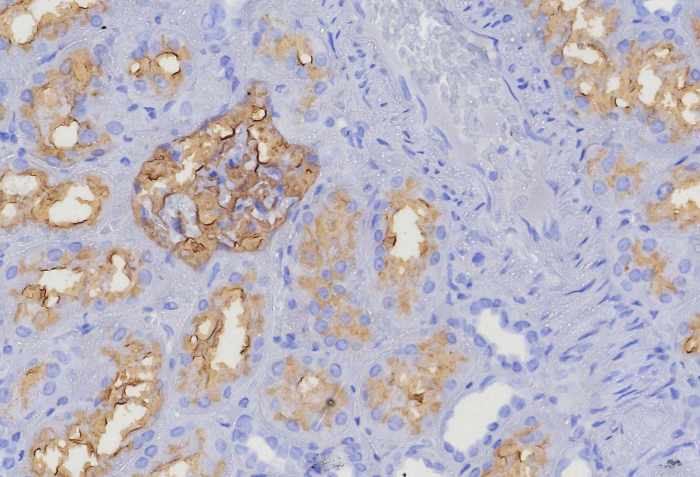 Formalin-fixed, paraffin-embedded human kidney stained with Neprilysin/CD10 antibody (MME/8376R). HIER: Tris/EDTA, pH9.0, 45min. Secondary: HRP-polymer, 30min. DAB, 5min.