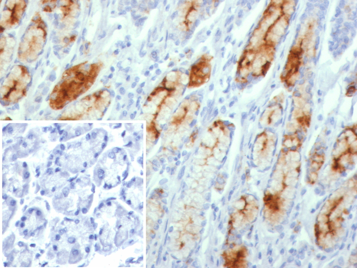 Formalin-fixed, paraffin-embedded human stomach stained with MUC1 antibody (MUC1/8109R). Inset: PBS instead of primary antibody; secondary only negative control.