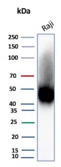 Western Blot Analysis of Raji cell lysate using CD38 Antibody (rCD38/8045).