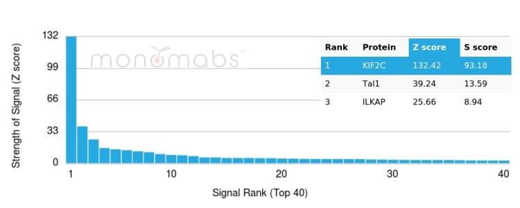 Analysis of Protein Array containing more than 19,000 full-length human proteins using KIF2C / MCAK Mouse Monoclonal Antibody (KIF2C/6523). 