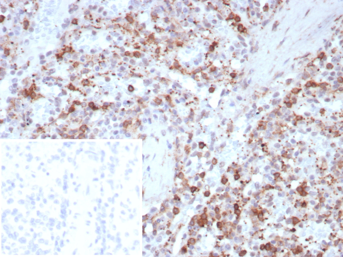 Formalin-fixed, paraffin-embedded human spleen stained with SPARC antibody (rOSTN/8527). Inset: PBS instead of primary antibody; secondary only negative control.