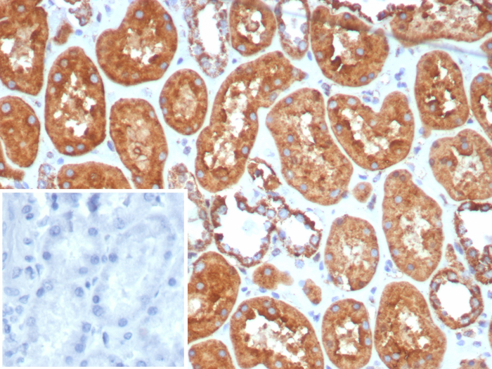 Formalin-fixed, paraffin-embedded human kidney stained with HSP60 antibody (HSPD1/8406R). Inset: PBS instead of primary antibody; secondary only negative control.