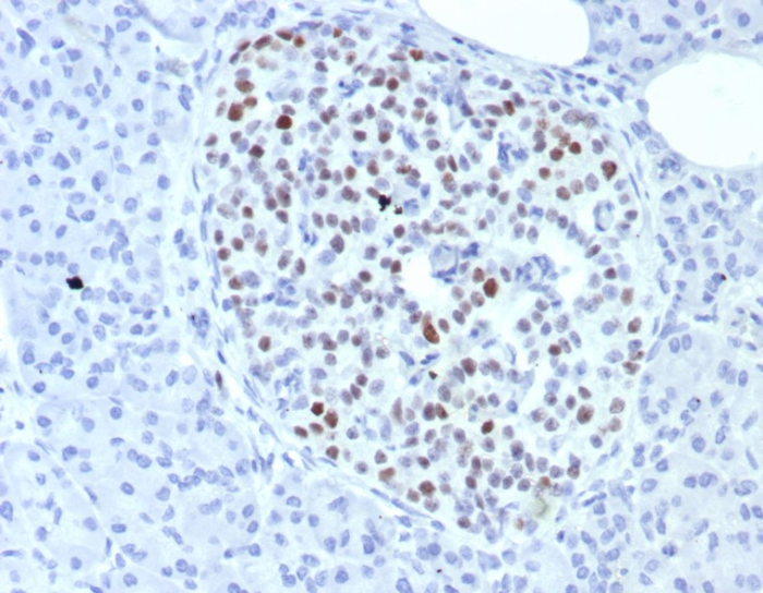Formalin-fixed, paraffin-embedded human pancreas stained with INSM1 antibody (INSM1/8149R). HIER: Tris/EDTA, pH9.0, 45min. Secondary: HRP-polymer, 30min. DAB, 5min.