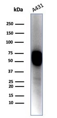 Western blot analysis of A431 cell lysate using Cytokeratin 14 Antibody (KRT14/4128) - Azide and BSA Free.
