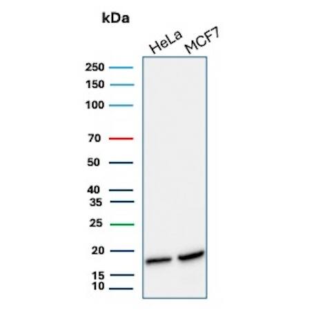 Western blot analysis of HeLa and MCF7 cell lysates using NM23-H2/NME2 Antibody (NME2/6435) - Azide and BSA Free.