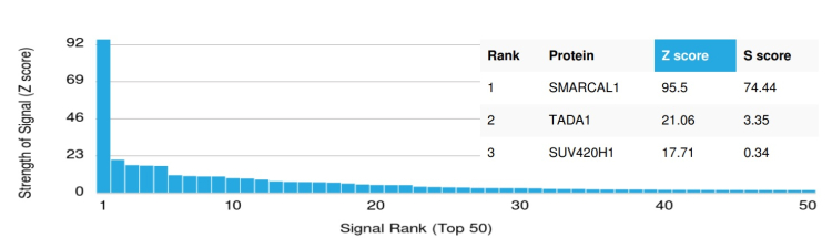 Analysis of Protein Array containing more than 19,000 full-length human proteins using SMARCAL1 Mouse Monoclonal Antibody (PCRP-SMARCAL1-1C4) 