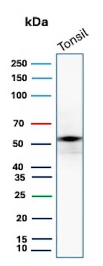 Western Blot Analysis of human tonsil tissue lysate using CD4 Antibody (CD4/8203R) - Azide and BSA Free.