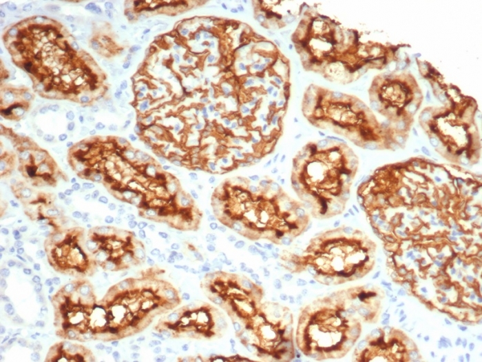 Formalin-fixed, paraffin-embedded human kidney stained with Neprilysin/CD10 antibody (MME/6696R). HIER: Tris/EDTA, pH9.0, 45min. Secondary: HRP-polymer, 30min. DAB, 5min.