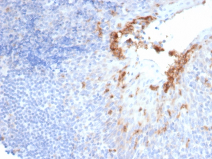 Formalin-fixed, paraffin-embedded human prostate stained with Neprilysin/CD10 antibody (MME/6696R). HIER: Tris/EDTA, pH9.0, 45min. Secondary: HRP-polymer, 30min. DAB, 5min.