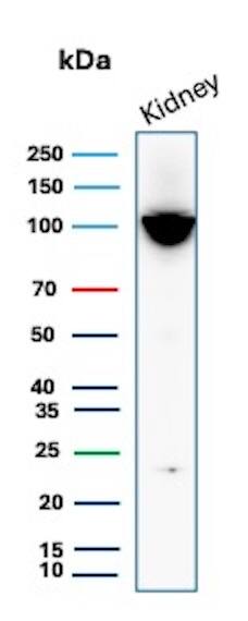 Western Blot Analysis of human kidney tissue lysate using Neprilysin/CD10 Antibody (MME/6696R) - Azide and BSA Free.