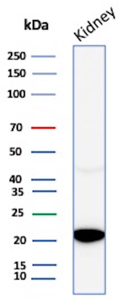 Western blot analysis of Human Kidney lysates using AlphaB Crystallin/CRYAB Antibody (CRYAB/4663) - Azide and BSA Free. 