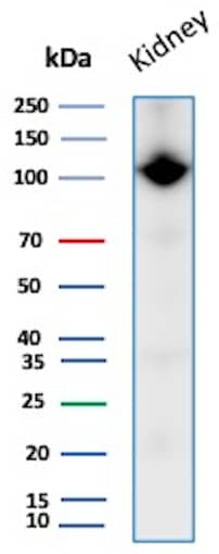 Western Blot Analysis of Human Kidney lysate using Neprilysin/CD10 Antibody (MME/8658R) - Azide and BSA Free.