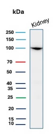 Western Blot Analysis of Human Kidney lysate using Neprilysin/CD10 Antibody (MME/8658R) - Azide and BSA Free.
