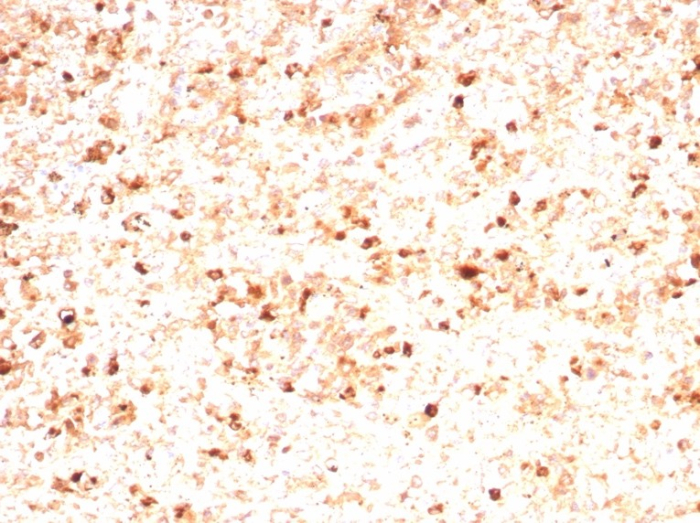 Formalin-fixed, paraffin-embedded human spleen stained with Myeloperoxidase/MPO antibody (rMPO/8694). HIER: Tris/EDTA, pH9.0, 45min. Secondary: HRP-polymer, 30min. DAB, 5min.