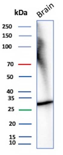 Western Blot Analysis of Human Brain tissue lysate using Calretinin Antibody (rCALB2/7123) - BSA Free.
