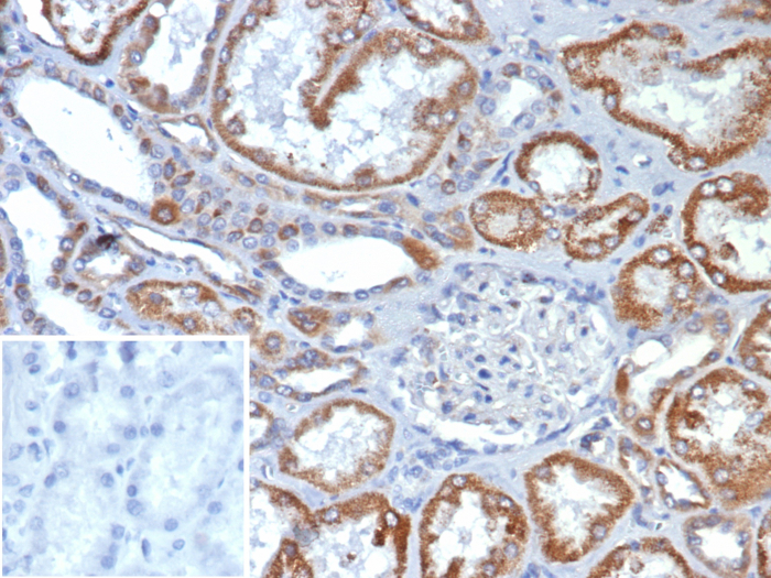 IHC analysis of formalin-fixed, paraffin-embedded human kidney stained using FGF-23 antibody (FGF23/132) at 2ug/ml in PBS for 30min RT. Inset: PBS instead of primary antibody; secondary only negative control.