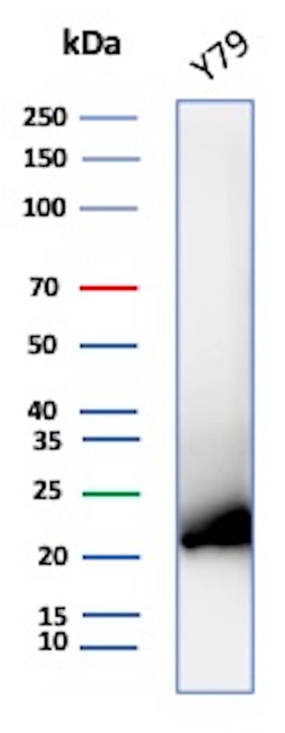 Western blot analysis of Y79 cell lysate using AlphaB Crystallin/CRYAB Antibody (CRYAB/7918) - Azide and BSA Free. 