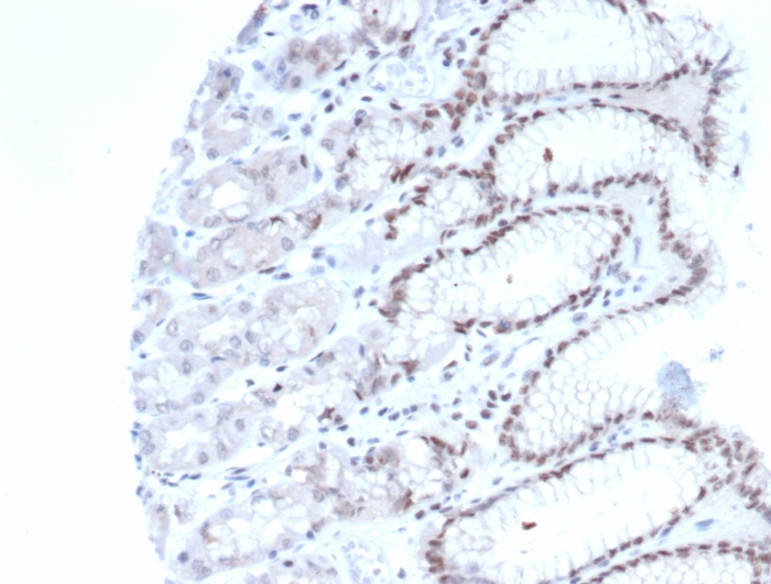 Formalin-fixed, paraffin-embedded human stomach stained with RBFOX3/NeuN antibody (NEUN/7167). HIER: Tris/EDTA, pH9.0, 45min. Secondary: HRP-polymer, 30min. DAB, 5min.
