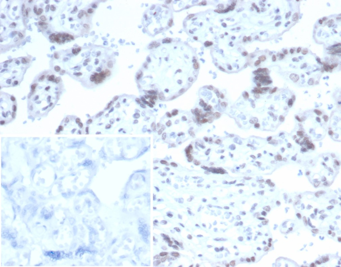 Formalin-fixed, paraffin-embedded human placenta stained with RBFOX3/NeuN antibody (NEUN/7167). Inset: PBS instead of primary antibody; secondary only negative control.