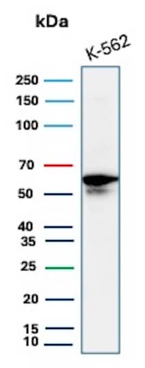Western blot analysis of K-562 lysate using c-Myc Antibody (MYC/7855R) - Azide and BSA Free.