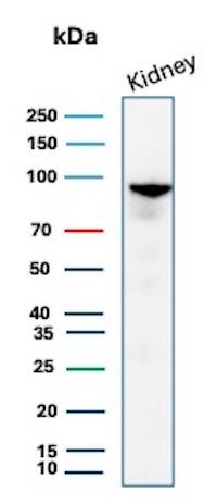 Western Blot Analysis of human kidney lysate using ACE-2 Antibody (ACE2/8748R) - Azide and BSA Free.