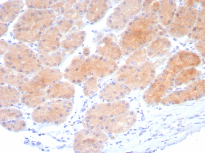 Formalin-fixed, paraffin-embedded human stomach stained with PARVB antibody (PARVB/8214R). HIER: Tris/EDTA, pH9.0, 45min. 2: HRP-polymer, 30min. DAB, 5min.