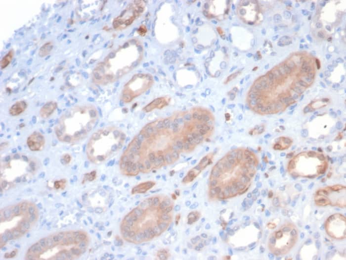 Formalin-fixed, paraffin-embedded human kidney stained with S100P Recombinant Mouse Monoclonal Antibody (S100P/7373). HIER: Tris/EDTA, pH9.0, 45min. 2: HRP-polymer, 30min. DAB, 5min.