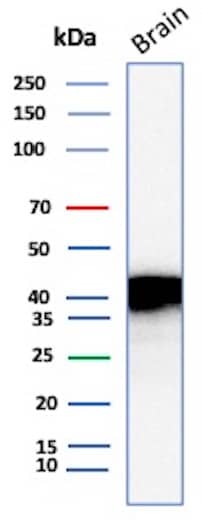 Western Blot Analysis of Human Brain tissue lysate using NECAB1 Antibody (NECAB1/7680) - Azide and BSA Free.