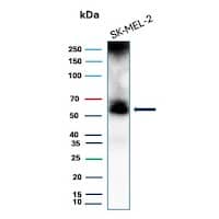 Western blot analysis of SK-MEL-2 cell lysate using PRAME Antibody (PRAME/8558R) - BSA Free.