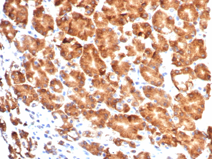 Formalin-fixed, paraffin-embedded human stomach stained with CD57 antibody (NK1/7565). HIER: Tris/EDTA, pH9.0, 45min. Secondary: HRP-polymer, 30min. DAB, 5min.