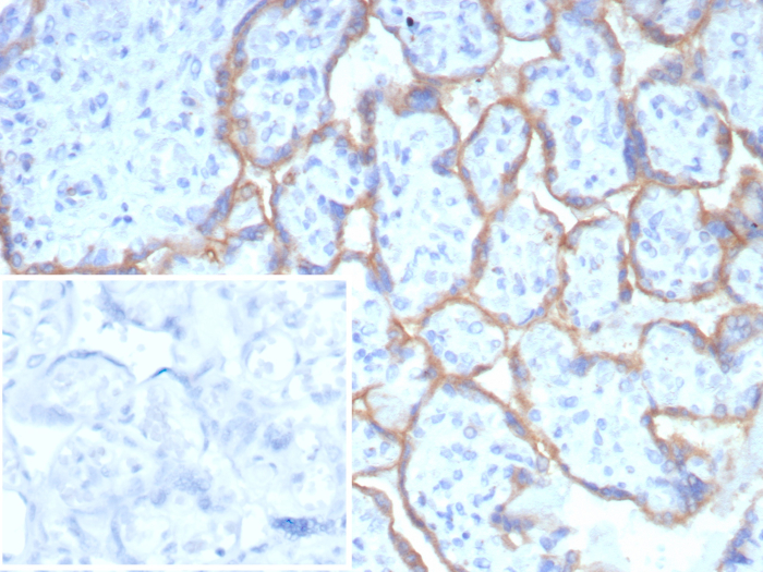 Formalin-fixed, paraffin-embedded human placenta stained with PD-L1 antibody (PDL1/8408R). HIER: Tris/EDTA, pH9.0, 45min. Secondary: HRP-polymer, 30min. DAB, 5min.