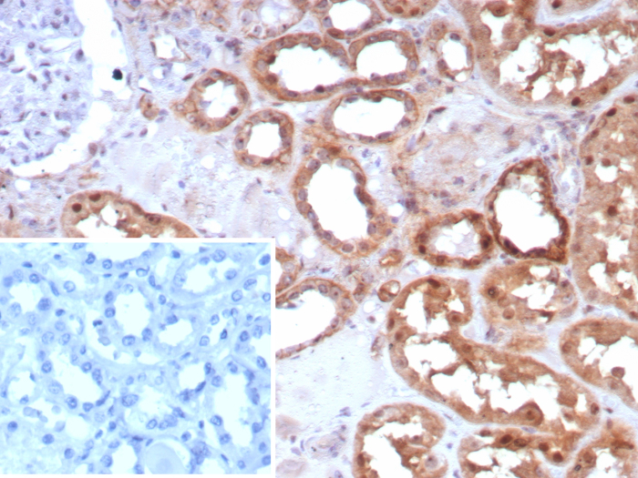 Formalin-fixed, paraffin-embedded human kidney stained with Occludin antibody (OCLN/8526R). Inset: PBS instead of primary antibody; secondary only negative control.