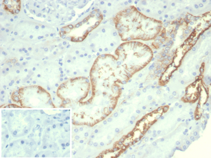 IHC analysis of formalin-fixed, paraffin-embedded normal human kidney. Stained using Cadherin-16 antibody (rCDH16/7342) at 2ug/ml in PBS for 30min RT. Inset: PBS instead of primary antibody; secondary only negative control.