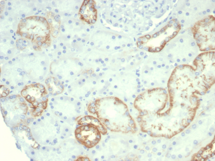 IHC analysis of formalin-fixed, paraffin-embedded normal human kidney. Stained using Cadherin-16 antibody (rCDH16/7342) at 2ug/ml in PBS for 30min RT. HIER: Tris/EDTA, pH9.0, 45min. Secondary: HRP-polymer, 30min. DAB, 5min.