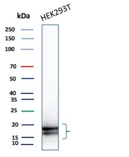 Western Blot Analysis of HEK293T cell lysate using p16INK4a/CDKN2A Antibody (rCDKN2A/8004) - Azide and BSA Free.