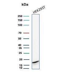 Western Blot Analysis of HEK293T cell lysate using p16INK4a/CDKN2A Antibody (rCDKN2A/8004) - Azide and BSA Free.