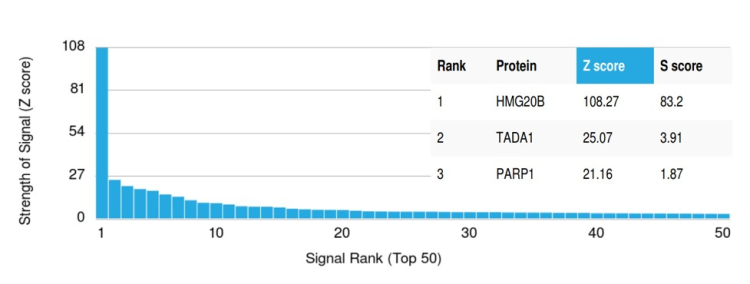 Analysis of Protein Array containing more than 19,000 full-length human proteins using BRAF35 Mouse Monoclonal Antibody (PCRP-HMG20B-1B5). 